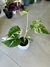 MONSTERA ALBO VARIEGADA - tienda online