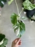 MONSTERA ALBO VARIEGADA - tienda online