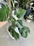 MONSTERA ALBO VARIEGADA