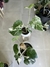 MONSTERA ALBO VARIEGADA - comprar online