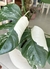 MONSTERA ALBO VARIEGADA en internet