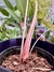 ALOCASIA PINK DRAGON - Savia Boutique de Plantas