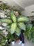 DIEFFENBACHIA TROPIC - comprar online