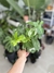 PHILODENDRON FLORIDA - tienda online