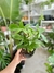 PHILODENDRON FLORIDA - comprar online