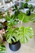 MONSTERA