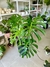 MONSTERA - comprar online