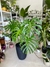 MONSTERA - comprar online