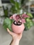 BEGONIA REX - comprar online