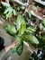 DIEFFENBACHIA TROPIC