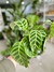 CALATHEA ZEBRINA en internet