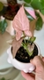 SYNGONIUM PINK - comprar online