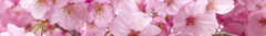 Banner da categoria Sakura Gold