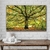 Quadro Decorativo Paisagem Árvore Grande com Folhas caídas no chão Horizontal na internet