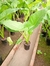 Alocasia 7 litros. - comprar online