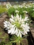 Agapanthus blanco en internet