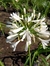 Agapanthus blanco - comprar online