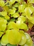 Peperomia variegada ,maceta 12. - comprar online