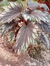 Begonia Rex