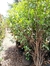 Photinias 30 litros - PlantasDyV