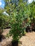 Photinias 30 litros - comprar online