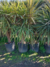 Cordyline Australis 30 litros