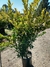 Olea texanum 15 litros