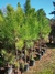 Pinus elliotis 15 litros