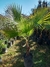 Washingtonia filifera 15 litros - comprar online