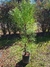 Pinus elliotis 15 litros - comprar online