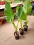 Alocasia 7 litros. - PlantasDyV