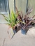 Phormium 10 litros en internet