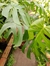 Philodendro monstera 3 litros. - comprar online