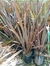 Phormium 10 litros