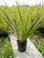 Phormium 10 litros - comprar online