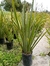 Phormium 10 litros - tienda online