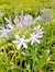 Agapanthus azul