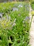 Agapanthus azul - comprar online