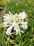 Agapanthus blanco