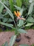 Strelitzia reginae 10 litros.