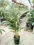 Sheaphorthia ,palmera , 10 litros .