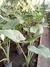 Alocasia 7 litros. en internet