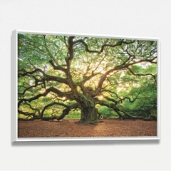 Quadro Árvore Natureza Enorme - Carvalho Antigo - Quadro Amado