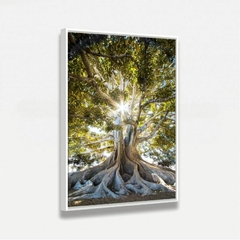 Quadro Árvore Grandes Raízes - Quadro Amado