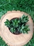 Haworthia Reinwardtii - Pote 9 - comprar online