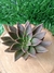 Echeveria Serrana - Pote 9 - comprar online