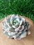 Echeveria Monroe - Pote 9