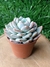 Echeveria Monroe - Pote 9 - comprar online