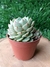 Echeveria Ben Badis - Pote 9 - comprar online