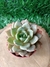 Echeveria German Champanhe - Pote 9